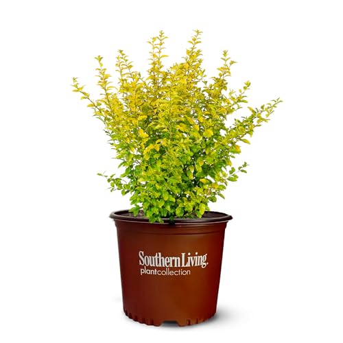 Perfect Plants Sunshine Ligustrum Shrub in 1 Gal. Grower's Pot | Evergreen Shrub with Stunning Vibrant Yellow Foliage