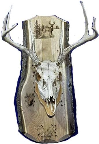 European Mount Plaque ~ Hunting ~ Deer Skull Mount ~ Gift For Hunter ~ Antler Mount ~Antler Plaque ~ Deer Hunting Gift ~ Deer ~ Deer Hunting