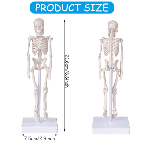 Pipilily 20CMRG Mini Human Skeleton Model thumb #3