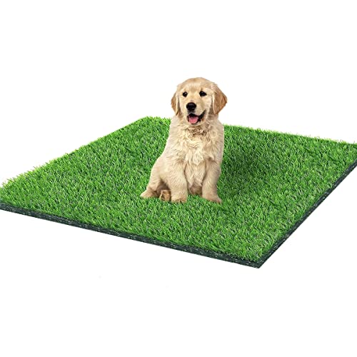 Best Indoor/Outdoor Carpet For Dogs