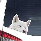 White Husky Car Sticker Decal, Peeking Husky Blue Eyes Head Window Bumper Laptop Vinyl Removable Waterproof Bumper Window Outoor Indoor Smooth Surface Mirror Metal Wall Cute Pet Sticker.
