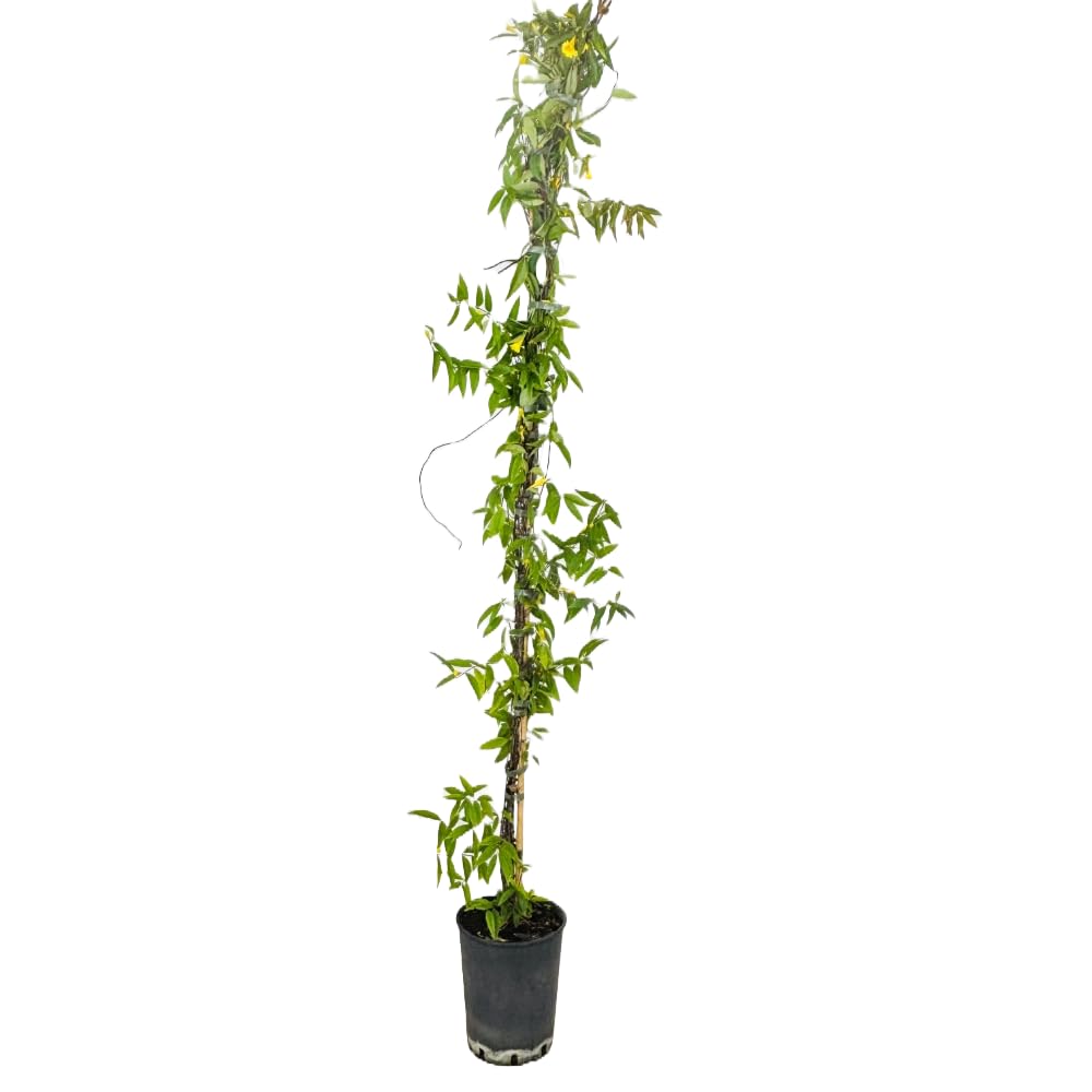 Pianta di Gelsomino della California (Gelsenium) Rampicante Sempreverde Fiore Giallo Profumato per Esterni H130 cm in Vaso 18 cm