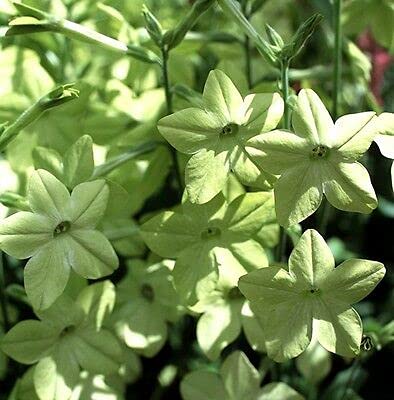 Buy4seeds Nicotiana Lime Green 1200 Seeds - Annuals & Biennials Easy to Grow