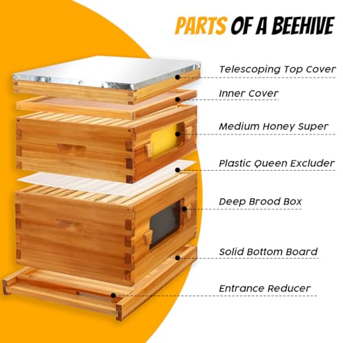 Honey Lake 10 Frame Langstroth Beehive Starter Kit – Wax-Dipped Bee Hive with Viewing Windows, Deep Brood Box, Medium Super, Beehive Frames & Waxed Foundation Sheets - Image 3