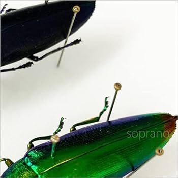 Amazon.co.jp: 虫の標本 ツマアカタマムシ 2匹 ライトフレーム