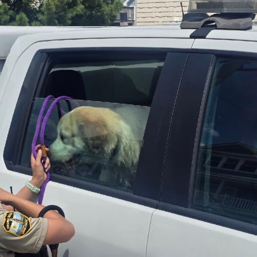 Neighborhood Alert: Seven Great Pyrenees Dogs Rescued in Virginia Heat