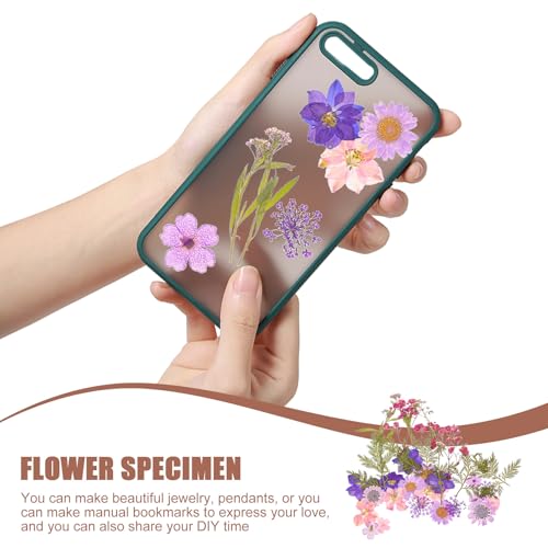 Kit de Flores Secas y Presionadas para Manualidades 27 piezas miniatura 5