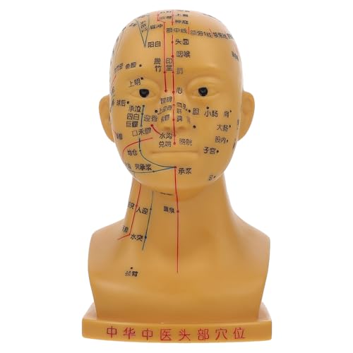 Modèle d'acupoints de tête médicale en PVC avec repères de méridiens nets
