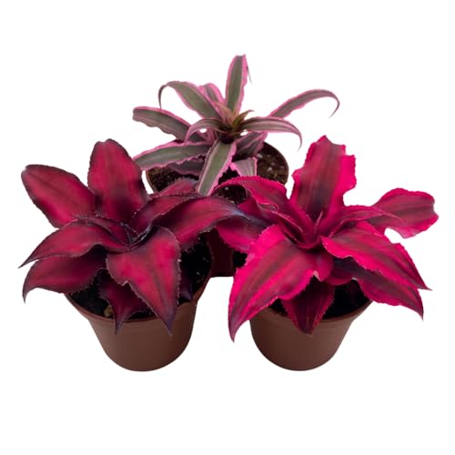 BubbleBlooms Cryptanthus bivittatus Assortment Earth Star Bromeliad Set 3 Different Succulents