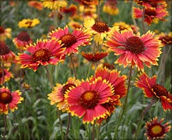 Gaillardia ‘Mix’ F1 Hybrid Flower Seeds for Home Gardening (Pack of 100 Seeds) (B09FQ2MNS5) Amazon Price History, Amazon Price Tracker