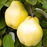 LA IBERICA Árbol frutal MEMBRILLO