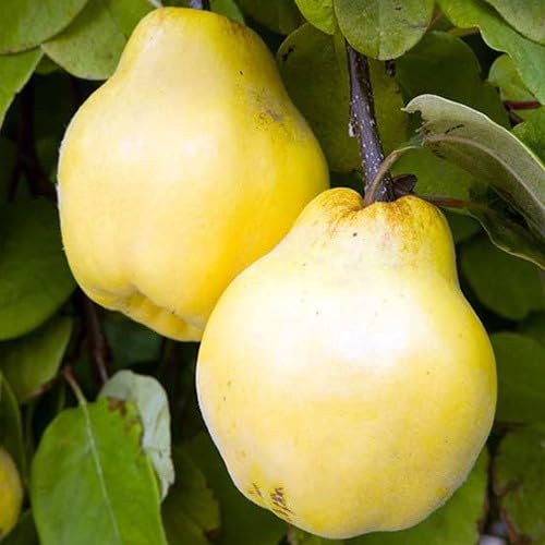 LA IBERICA Membrillo fruit tree