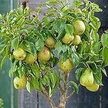 Healthy Vibe Live Nashpati Pear Plant – Sweet & Juicy Pears Grafted Nashpati Tree Sapling – Fast Growth & High Yield