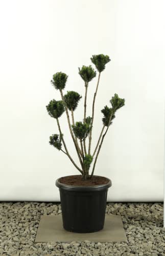 japanische stechpalme giftig für katzen Japanische Stechpalme Kanehirae (Ilex maximowicziana) | 30-40 cm im Topf main image 1