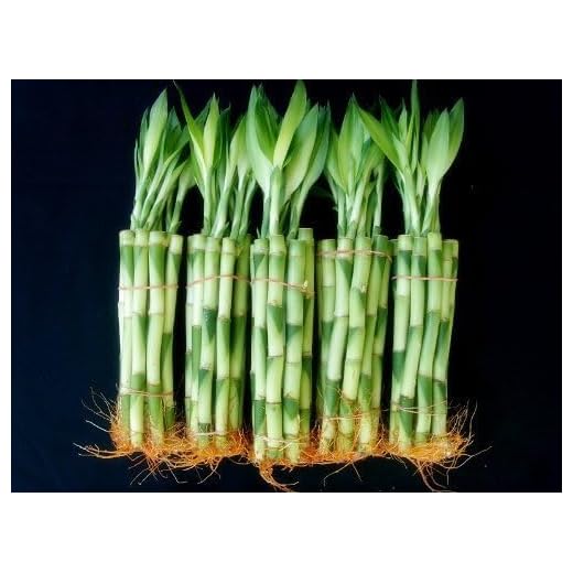50 Stalks Lucky Bamboo Arrangements