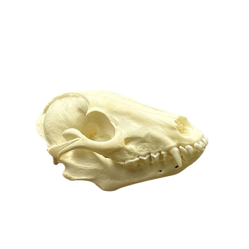 Taxidermy Real Animals Racoon Skulls, Real Bones Specimen, Taxidermy Supplies for Science Education, Special Gift (1Pcs Racoon Skull)