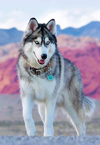 Peinture par numéros adulte débutant grand format toile Husky DIY