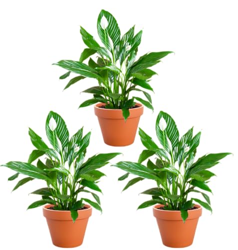 Pflanze Plus | 3er-Set Einblatt | Spathiphyllum | Ø 40-50 cm | ø 12-15cm Topf | Pflegeleichte Zimmerpflanzen für Wohnung und Büro | Qualität vom Pflanzen Profi