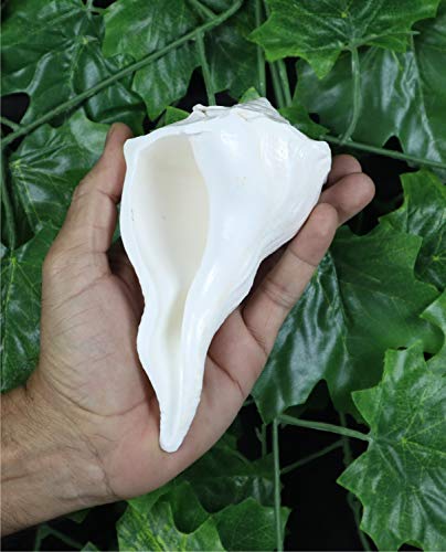 ASHIRWAD Dakshinavarti Original Shankh Valampuri Sangu Rechtshänder Lakshmi Shankh Muschelmuschel (16,5 cm)