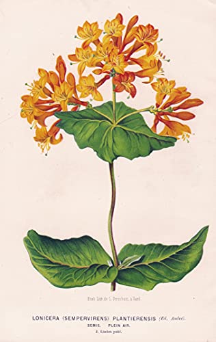 Lonicera (Sempervirens) Plantierensis - flower flowers Blumen Blume botanical Botanik Botany