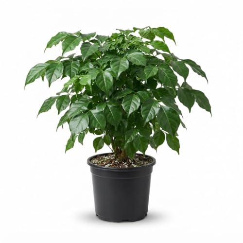 Image of China Doll Live Plant with 3 Inch Pot | Radermachera Sinica Indoor Air Purifying Houseplant | Easy Care Evergreen Ornamental Plant for Home Office Bedroom Living Room Decor | Pack of 1