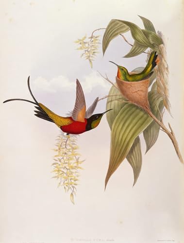 Tableaux Graffiti Art Mural Animaux Colibris John Gould Impression Poster 60x90cm