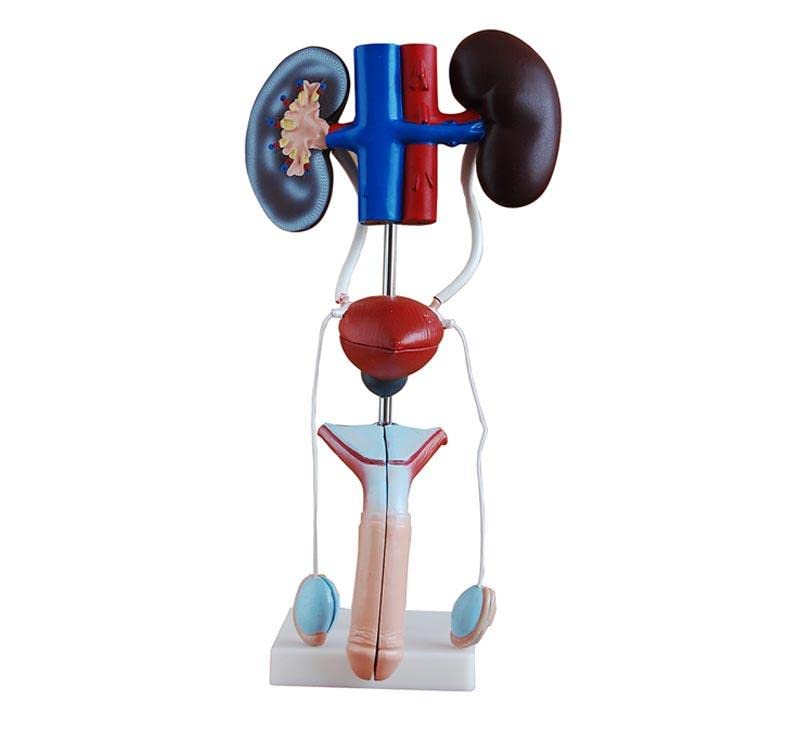 Avishkar Life-Size Male Urogenital System Preimum IMP Model (AVIS) XC-331