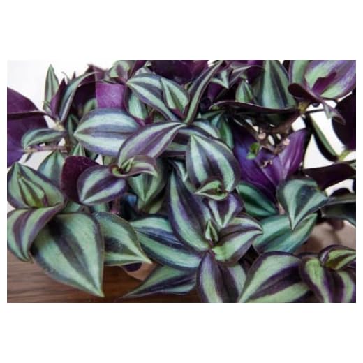 Purple Wandering Jew Plants in 4 Inch Pots (2) Please DO NOT Order in Severe Weather Conditions, These Plants DO NOT Ship Well in Extreme Heat and Cold