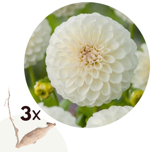 Plant in a Box - Dahlia 'Boom Boom' - juego de 3 - flores de verano - tubérculos de dalia - flores de jardín - Blanco