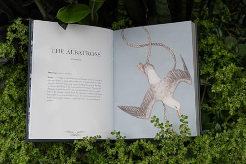 Ornithography: An Illustrated Guide to Bird Lore & Symbolism: Volume 2 9