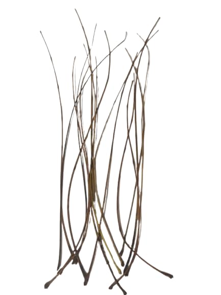 Dry Natural Neem stem/ to Make handicrafts and Various Decorative Items/ Stalks Dried Bouquet for Home Decoration/Wedding Table centerpieces / Office Decoration/Multiple Purpose(Pice of 200)-image-47