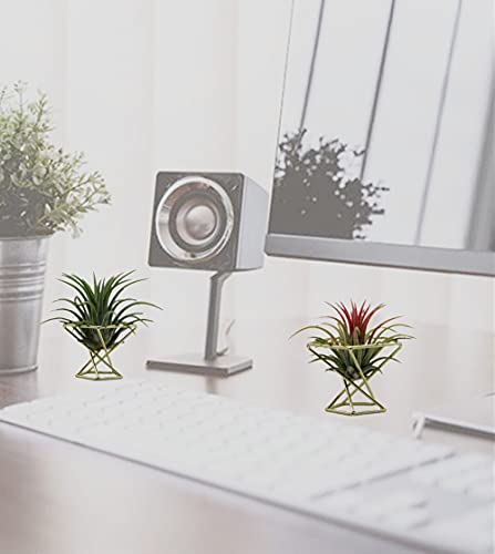 Geometric Air Plant Holder Airplants Rack Metal Plants Stand Planter Shelves Himmeli Living Decor Tillandsia Pot Containers (Gold 3pcs)