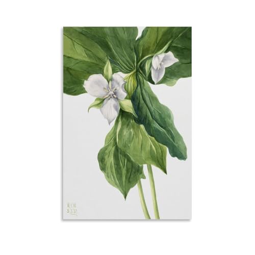 Wake-Robin Painting by Mary Vaux Walcott�A�[�g���[�N�{�[�h�A�E�H�[���X�e�b�J�[�A�C���e���A�f�U�C���|�X�^�[�A�����◾�̑����A�V�z�j���̃M�t�g�B 12x18inch(30x45cm) Unframe-style