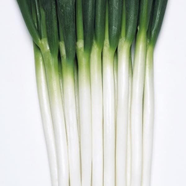 ネギ苗 F1ホワイトスター 50本 家庭菜園 ねぎ 葱ネギの苗 ねぎ苗 ねぎの苗 葱苗 葱の苗 ほわいとすたー 自給自足 植物 国華園 22年秋商品 57 Off