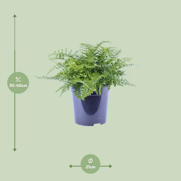 Paproć gnieżdżąca Asplenium Parvati – Ø 21 cm – 40 cm – łatwa w pielęgnacji paproć pokojowa o tropikalnym charakterze – zielona roślina do salonu, biura i sypialni