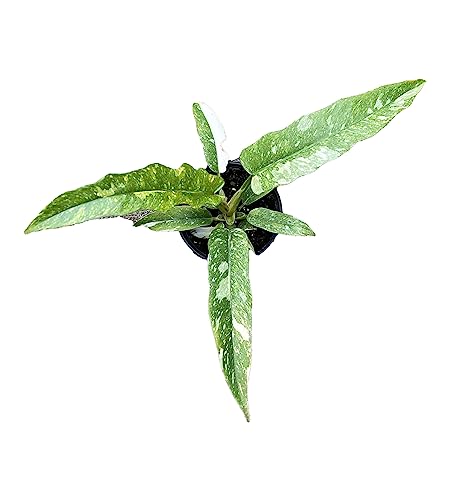 Rarest in The World! Ring of Fire Philodendron - 4' Pot