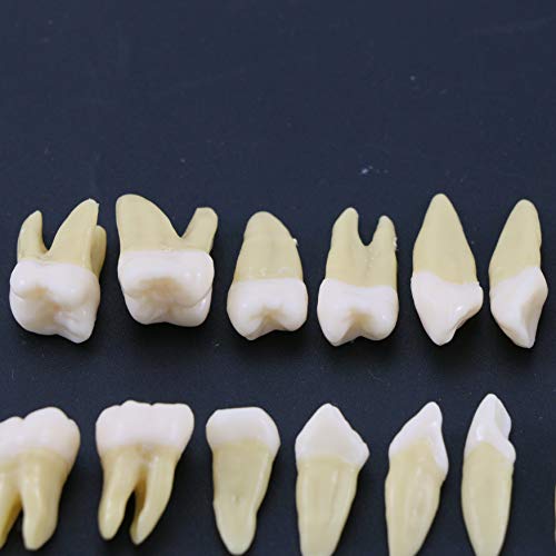 Dentalmall 1 Box Dental Model Teeth Model 28 Pcs 1:1 Full Permanent Teeth M7021 #TOP4