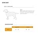 Carhartt Pet Fully Adjustable Wide Webbing Collar for Dogs, Heavy Duty Nylon for Walking & Training, Blaze Orange, Medium