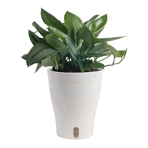 Costa Farms Sterling Silver Scindapsus Live Plant in Self Watering