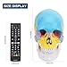 [Upgraded] Human Colorful Skull Anatomical Model,Winyousk Life Size Medical Colorful Skull Model,Anatomy Head Colorful Skull with Removable Skull Cap and Articulated Mandible(Europe/America)