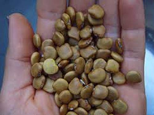 Jicama Seeds - Mexican Potato - Sweet Turnip - A Delicate Sweetness And Crunch(50 - Seeds) #TOP2