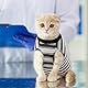 ASENKU Katzenbody nach OP,Katze Kleidung,Katzenbody Nach Op Kastration Leckschutz Postoperative Kleidung Suit für Bauchwunden oder Hautkrankheiten-S-Koralle,Katze Halskrause Alternative, Schwarz,XS
