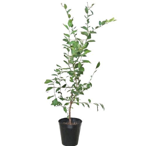 Amazon.co.jp: ノーザンシエラ 3年生 6号ポット 挿木苗 ノーザン