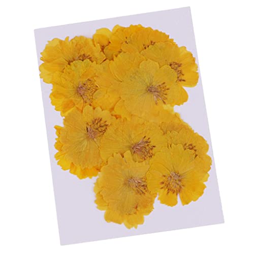 20 flores secas amarillas Coreopsis para decoración miniatura 6