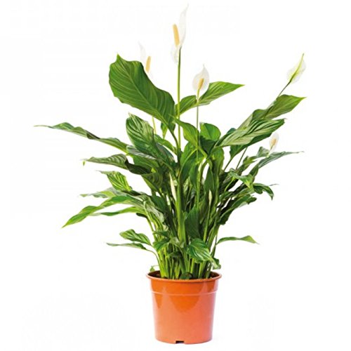 Spathiphyllum wallisii -...