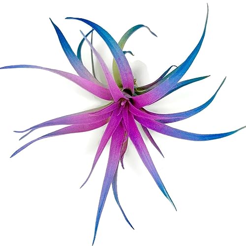 Colored Capitata Air Plant Tillandsia Airplant Air Purification House Plant Home Decor & Gift Live Plant (Rainbow)
