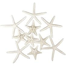 Jangostor 12 PCS Starfish 2-6 Inch Mixed Starfish Natural Seashells Starfish Star Fish Shells Decorations Perfect for Wedding Decor Beach Theme Party, Home Decorations, DIY Crafts, Fish Tank
