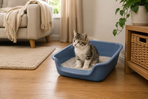 Katzenklo - Savic Junior - blau - offen - niedriger Einstieg - ideal für Kätzchen & ältere Katzen - leicht zu reinigen - 56x39x13 cm