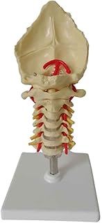 Human Anatomical Model, Cervical Spine Muscle Nerve Model - Cervical Spine Skeleton Model, for Study Display Medical Teaching Model - 12X12X22CM