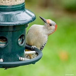 Squirrel Buster Plus Squirrel proof Bird Feeder wCardinal Ring and 6 Feeding Ports 51 pound Seed Capacity Adjustable Pole mountable POLE ADAPTOR SOLD SEPARATELY Green